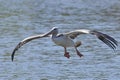 Pink-backed pelican Pelecanus rufescens Royalty Free Stock Photo