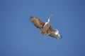 Pink Backed Pelican, pelecanus rufescens, Juvenile in Flight Royalty Free Stock Photo