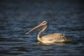 Pink-backed Pelican - Pelecanus rufescens Royalty Free Stock Photo