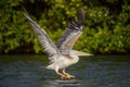 Pink-backed Pelican - Pelecanus rufescens Royalty Free Stock Photo