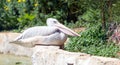 Pink-Backed Pelican (Pelecanus rufescens) in a park Royalty Free Stock Photo