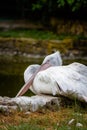 The pink-backed pelican (Pelecanus rufescens) Royalty Free Stock Photo