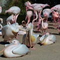 Pink Backed Pelicans and Flamingos at the Bioparc in Valencia Spain on February 26, 2019