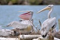 Pink-backed Pelicans Royalty Free Stock Photo