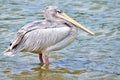 Pink-backed Pelicans Royalty Free Stock Photo