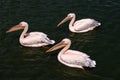 Pink backet pelicans - Pelecanus rufescens swimming in the water. Three beautiful pink wild pelicans on the water surface