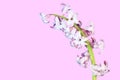 A beautiful branch of hyacinth with pink inflorescences, for congratulations on the holiday. Royalty Free Stock Photo