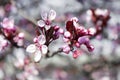 Pink background with cherry blossom flowers. Spring time Royalty Free Stock Photo