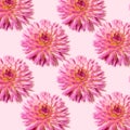 Pink background with dahlia flowers. Flat lay. Top view. Floral pattern. Festive spring and summer background