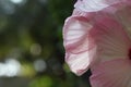 Pink background flower