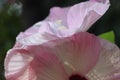 Pink background flower