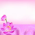 Pink background flower Lily on the current water Royalty Free Stock Photo