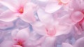 Pink background of frozen flowers in ice, concept of cryotherapy for skin care. Elegant pink petals in ice. Delicate Royalty Free Stock Photo