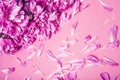 Pink background with piony and petails copyspace close up Royalty Free Stock Photo