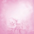 Pink background with rose flowers Royalty Free Stock Photo