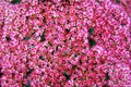 Pink background of Sedum Telephium Royalty Free Stock Photo