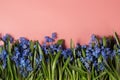 Pink background with snowdrop flowers. Top view, flat lay, copy space Royalty Free Stock Photo