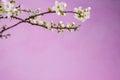 Pink background Spring withe flowers on branch. Plum tree