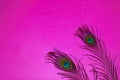 pink background on two peacock feathers,peacocks tail on pink background,bird background written text space ,written text space,