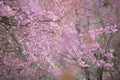 Pink Wild Himalayan cherry trees, Thailand cherry blossom