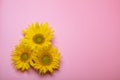 On a pink background, yellow sunflower flowers, there is a place for text Royalty Free Stock Photo