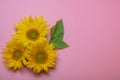 On a pink background, yellow sunflower flowers, there is a place for text Royalty Free Stock Photo