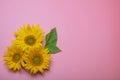 On a pink background, yellow sunflower flowers, there is a place for text Royalty Free Stock Photo