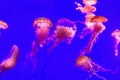 Pink backlit Jellyfish on a blue background - wallpaper Royalty Free Stock Photo