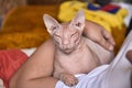 Pink bald cat in hands of men Royalty Free Stock Photo