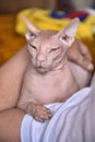Pink bald cat in hands of men Royalty Free Stock Photo
