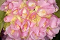 Pink Ball Dombeya (Dombeya wallichii) Royalty Free Stock Photo