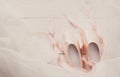 Pink ballet pointe shoes and tutu on white wood background Royalty Free Stock Photo