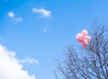 Pink balloons on a tree branch