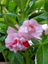 Pink balsam flower in the garden