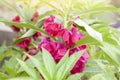 Pink Balsam, Impatiens balsamina or Touch Me Not blooming in potted.