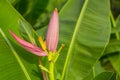 Pink Banana blossom with small raw green fruits and pinnately parallel venation leaf pattern, known as Musa ornata tropical