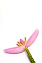 Pink banana flower Royalty Free Stock Photo