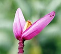 Pink Banana flower Royalty Free Stock Photo