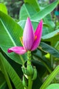 Pink Banana flower Royalty Free Stock Photo