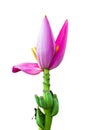 Pink Banana flower Royalty Free Stock Photo