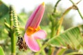 pink banana flower blooming Royalty Free Stock Photo