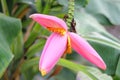 pink banana flower blooming Royalty Free Stock Photo