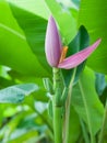 Pink banana flower Royalty Free Stock Photo