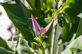 Pink Banana Flower with Green Leaves in Brazil Park Royalty Free Stock Photo