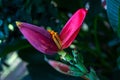 Pink banana flower on leafy plant. Banana blossom bud with open petal. Red yellow tropical flower vibrant photo Royalty Free Stock Photo