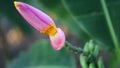 pink banana flower macro photography, this plant will grow and become a banana bunch, Queen Sirikit garden, Bangkok, Thailand Royalty Free Stock Photo