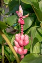 Pink banana flowering banana
