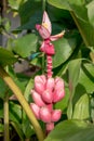 Pink banana flowering banana Royalty Free Stock Photo