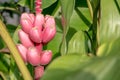 Pink banana flowering banana Royalty Free Stock Photo