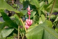 Pink banana flowering banana